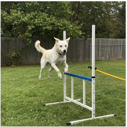 Brittany Spaniel herding practice