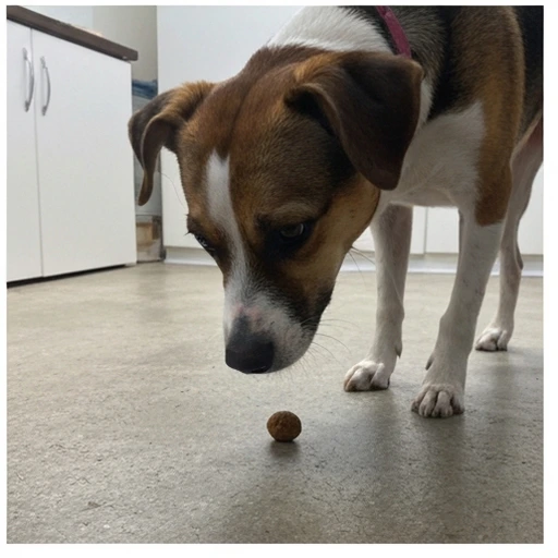 Dog obedience session